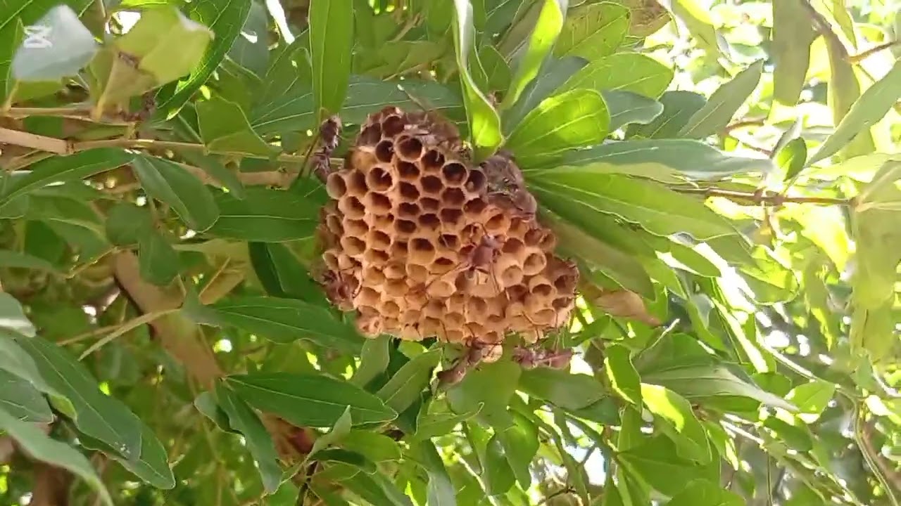 Vespas e sua importância