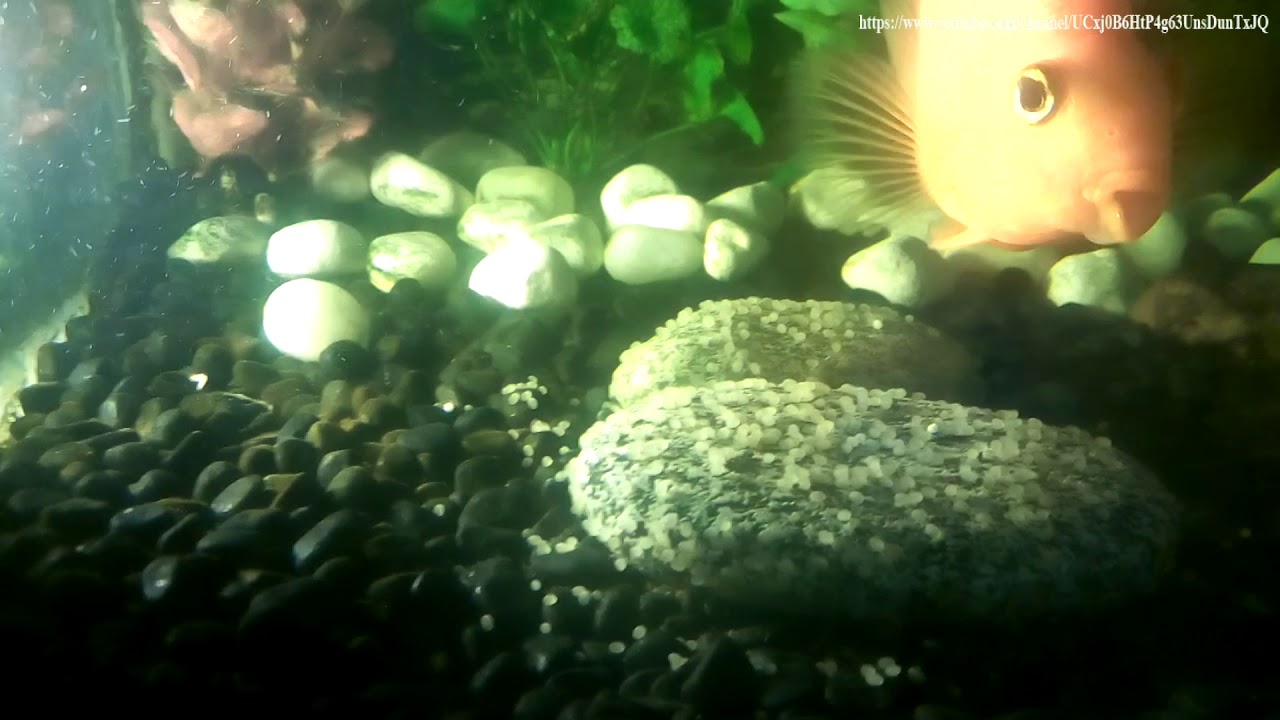 Parrot fish  laid eggs