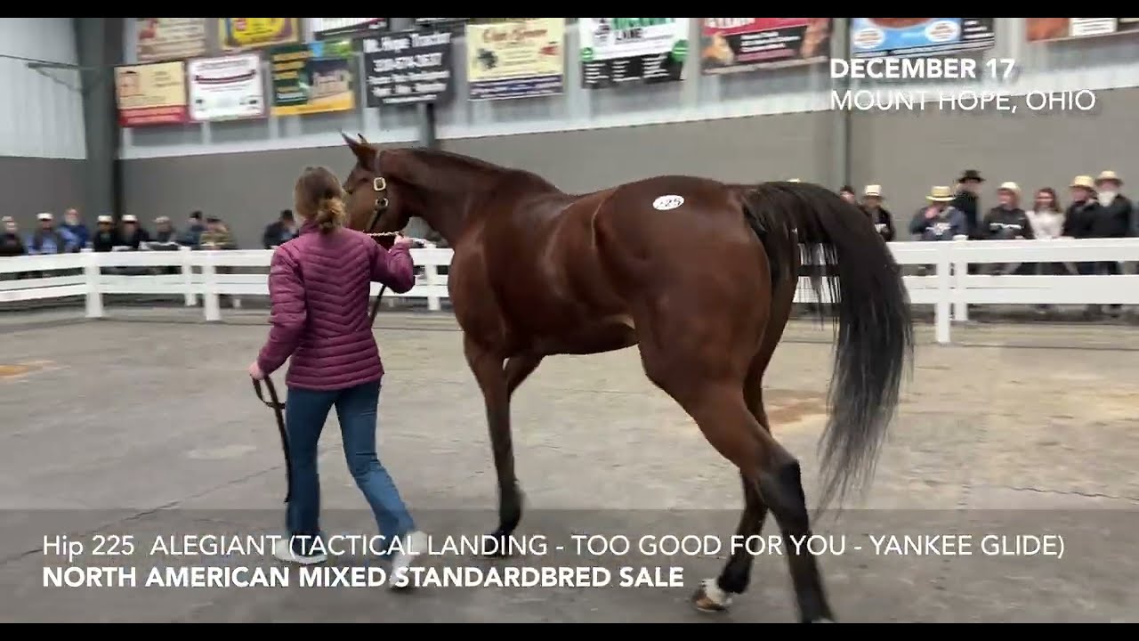 Alegiant, 2021 Standardbred Filly Sells at the North American Standardbred Mixed Sale | Mt. Hope, OH