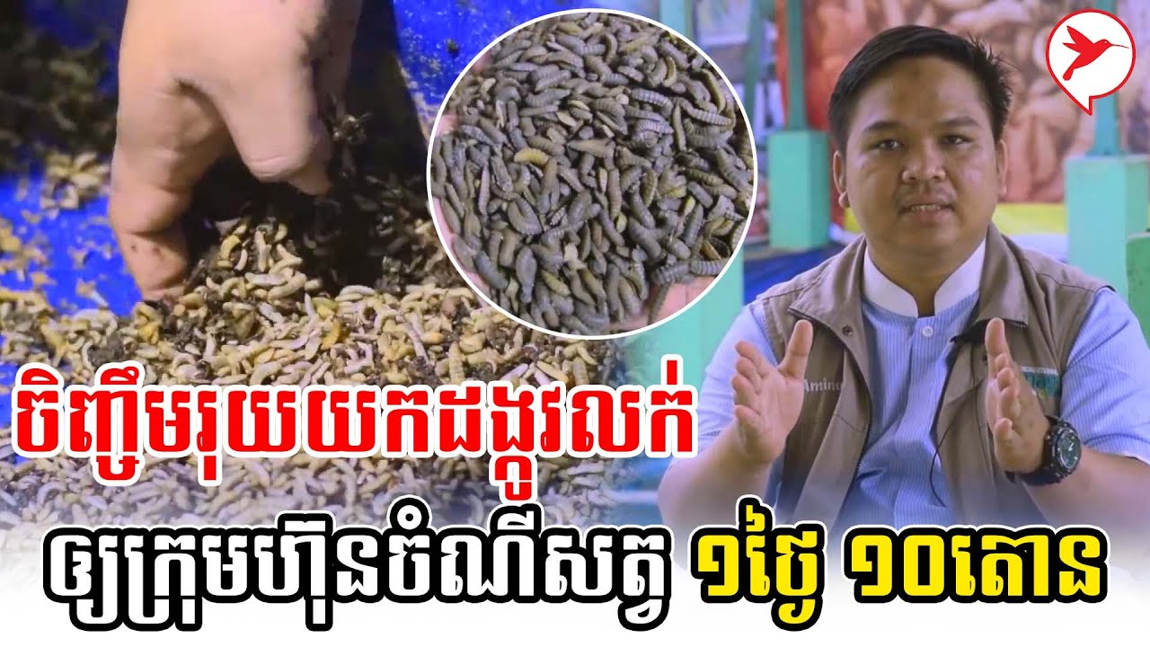 ចិញ្ចឹមរុយយកដង្កូវលក់ឲ្យក្រុមហ៊ុនចំណីសត្វ ១ថ្ងៃ ១០តោន | កម្មវិធីកសិកម្ម