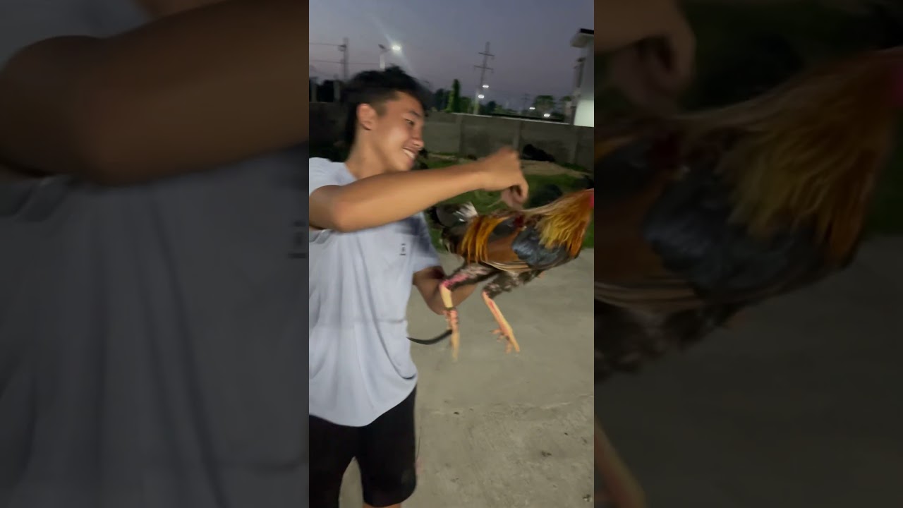 Paano magbitiw nang manok panabonh