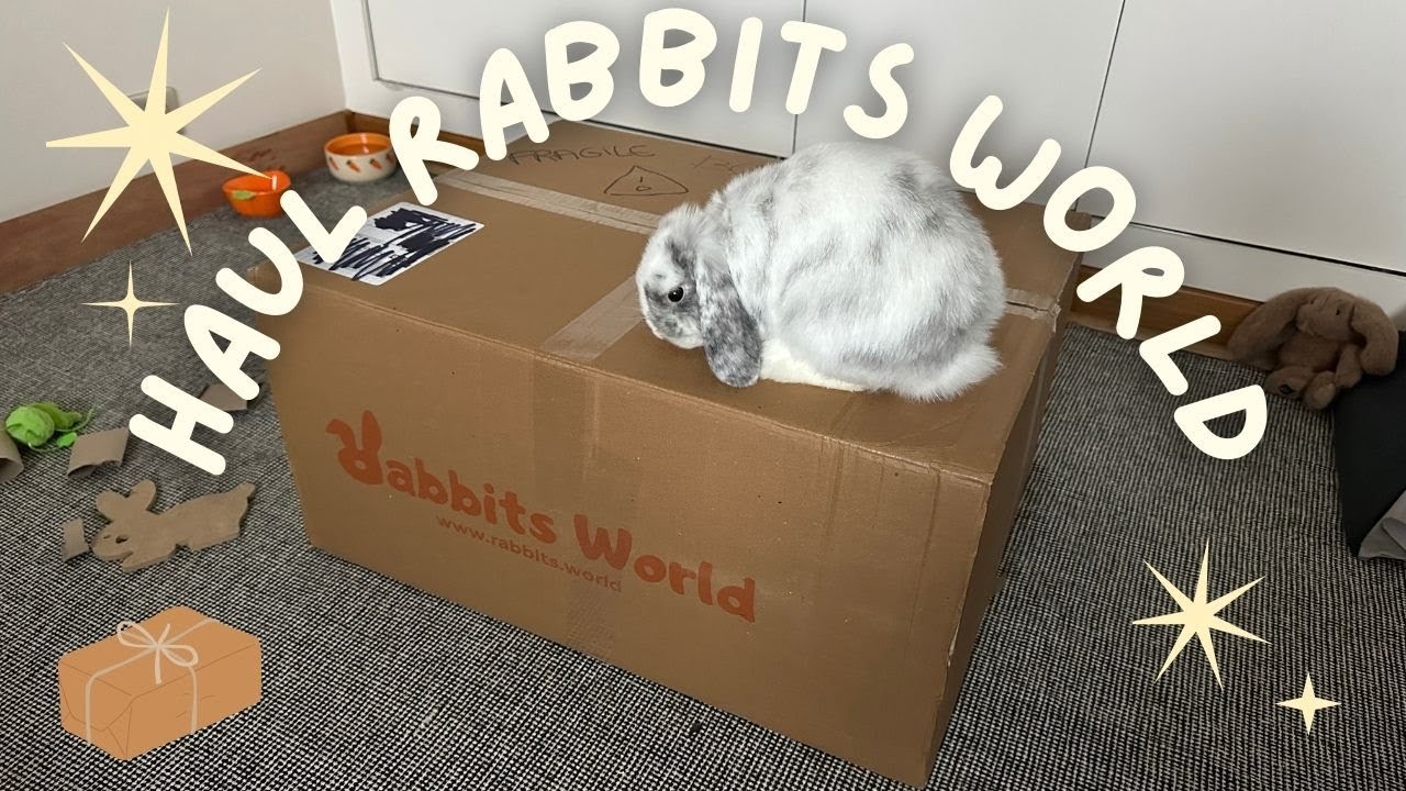 Haul Rabbit Word 🐰