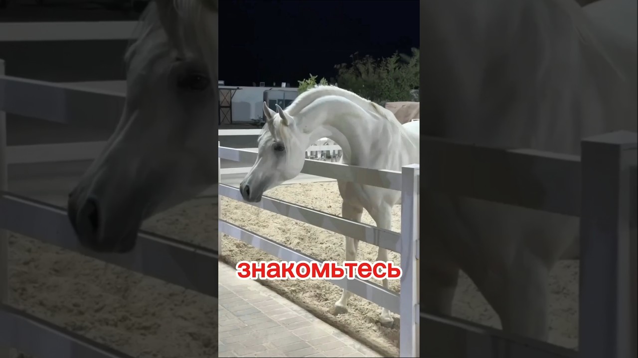 Арабская лошадь: совершенство, созданное пустыней! 🐎🔥