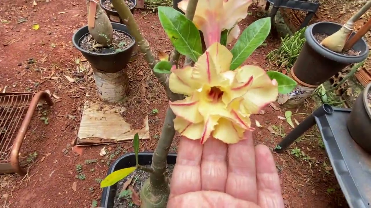 Vamos ver Flores? Rosas do Deserto em Floração 