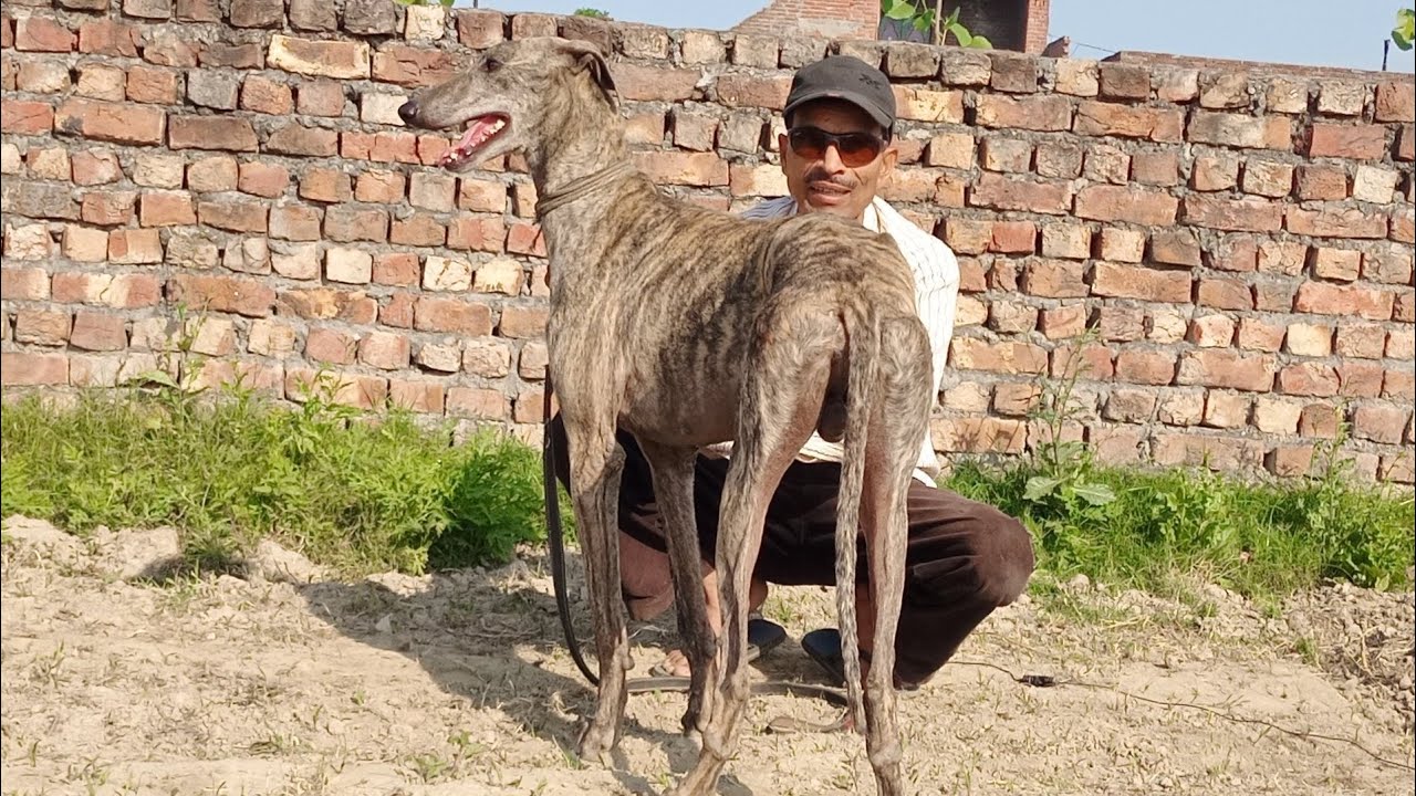 rampur hound dogs ki pehchan 🧐