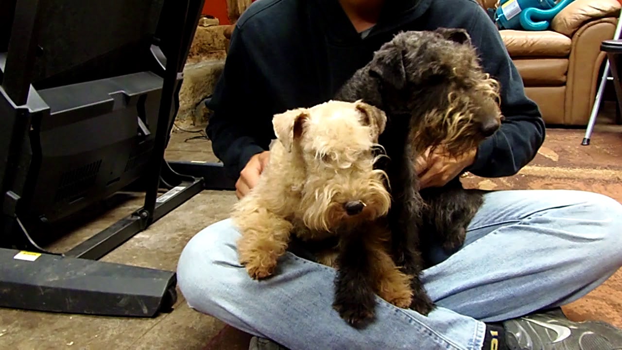Oscar & Octavia (retired)  OUR NEW LAKELAND TERRIERS!!