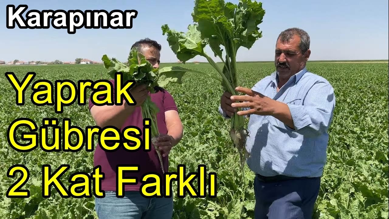 Şeker Pancarı Yaprak Gübresi - Gübreleme - Pancar Yetiştiriciliği