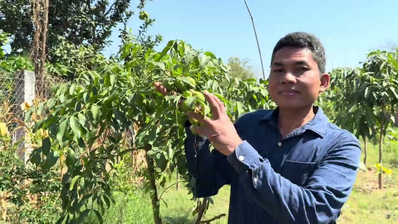 ចង់បានកូនឈើអ្វី សូមប្រាប់មក តេឡេក្រាម 077666299