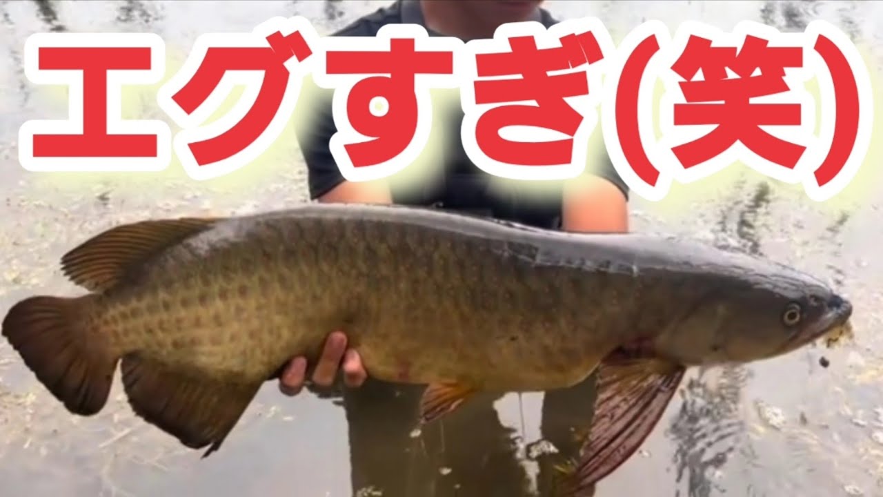 野生のアロワナが色々と凄すぎる