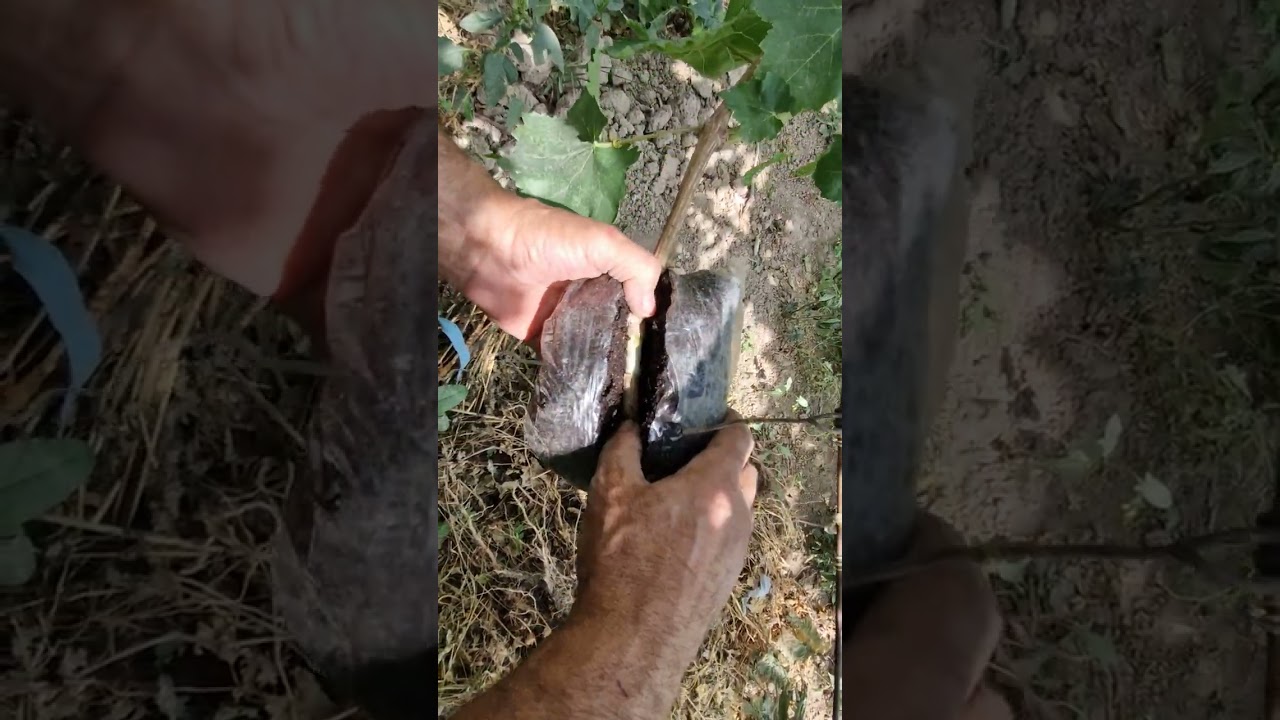Воздушные отводки на винограде Аватар, Ламборджини, Алинка...