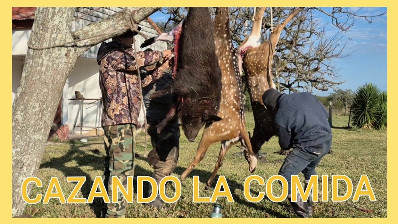 🔥  CAZA DE CIERVO AXIS Y CHANCHO JABALI, en corrientes !!!🔥 🔥 caza mayor en argentina !!!