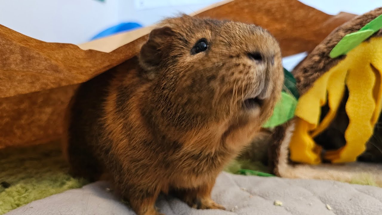 Capybara lost both of his bottom teeth 