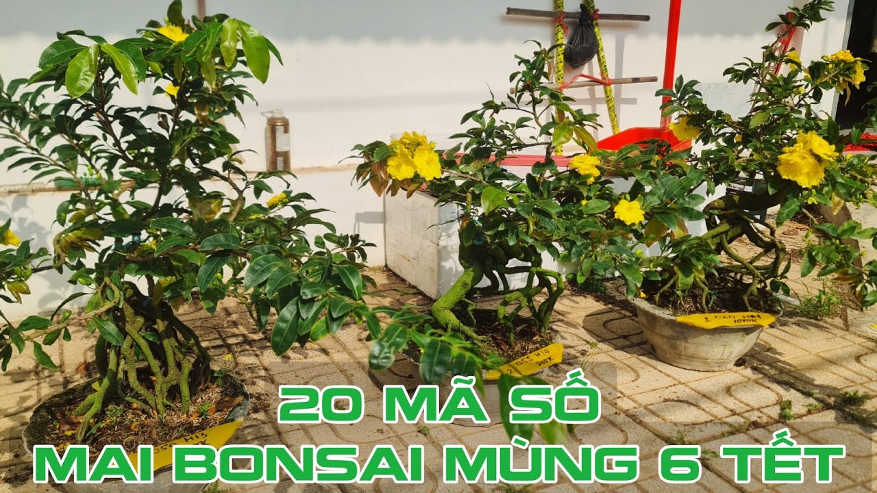 Ngày 22/02. 20 Mã Số Bonsai Bình Lợi, Ông Thầy, Bạch Mai, Cúc Thọ Hương...☎Út 0353777111