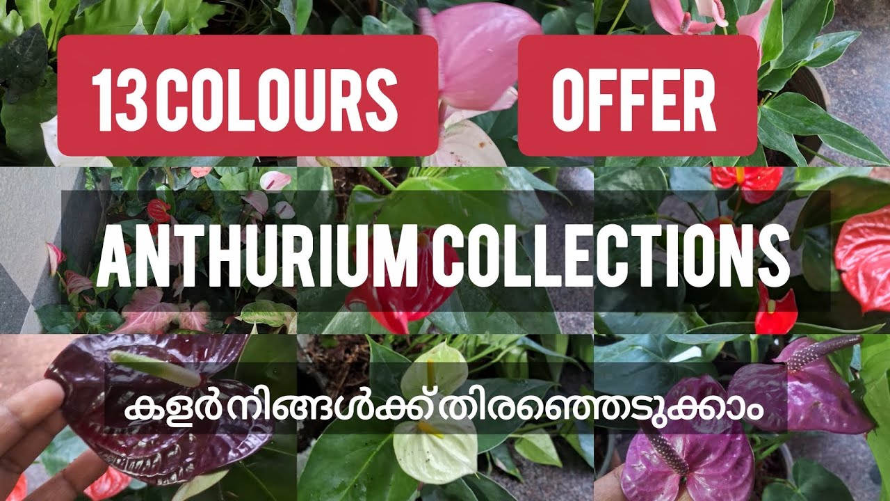 Anthurium Collections | 13 colours offer | you can choose the colours | 