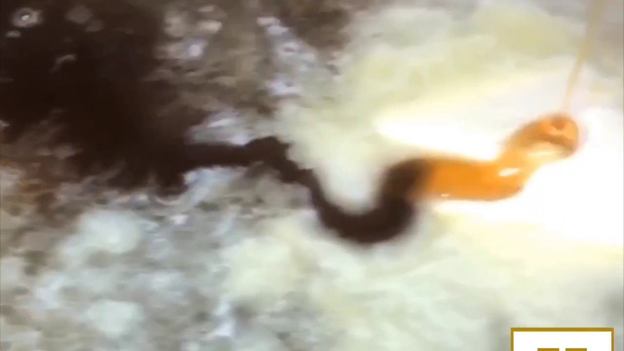 Cannabis Infused Chicken & WOWfulls