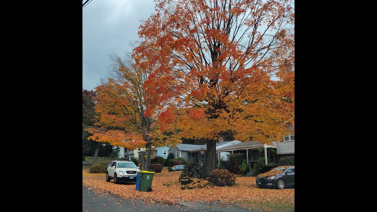Walking on Fall Leaves Sound, Crunchy Autumn Leaves, Beautiful Colors Fall Foliage, Satisfying Sound