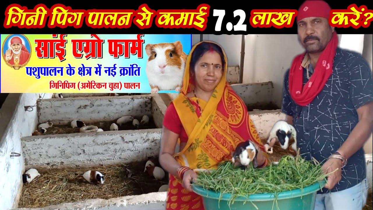 #ginipigchhattisgarh  #ginipigfarm। गिनी पिग पालन कैसे करें ,छत्तीसगढ। ।guinea pig farming in india।