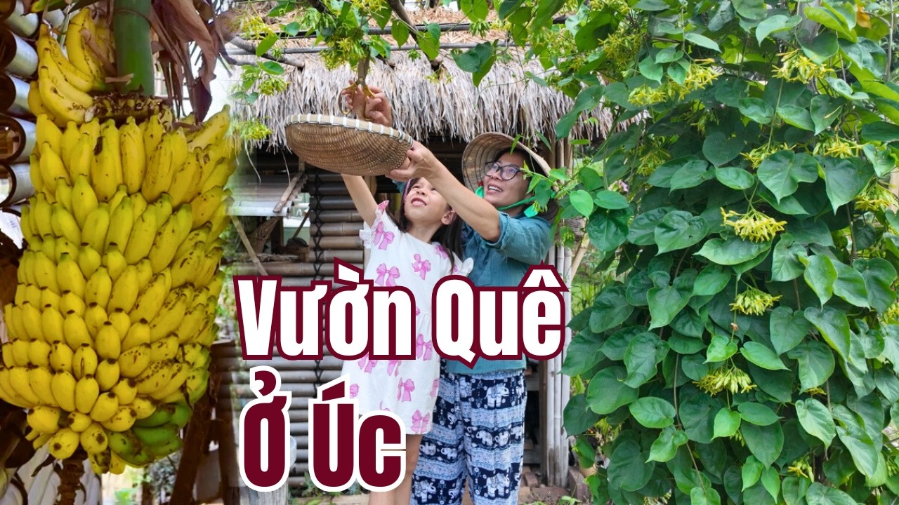Cuộc Sống Úc - Ở Úc Vẫn Có Nhà Tranh, Giàn Bông Thiên Lý Và Bụi Chuối Sau Hè