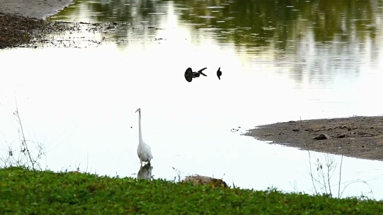 Garceta grande (Ardea alba).