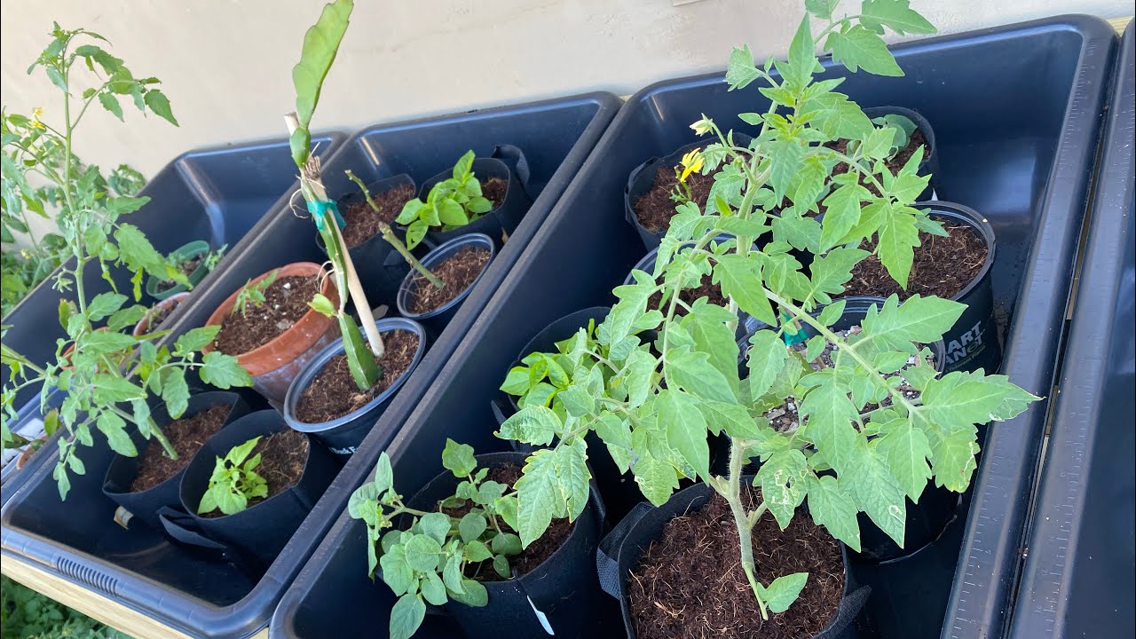DIY Flood and Drain / Ebb and Flow Hydroponic Table