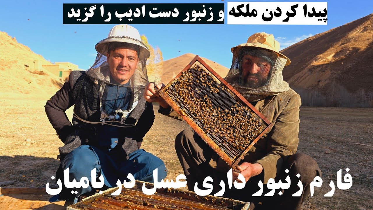گزارش از فارم پرورش زنبورداری عسل در ولسوالی پنجاب مشهور به کندوی عسل بامیان.