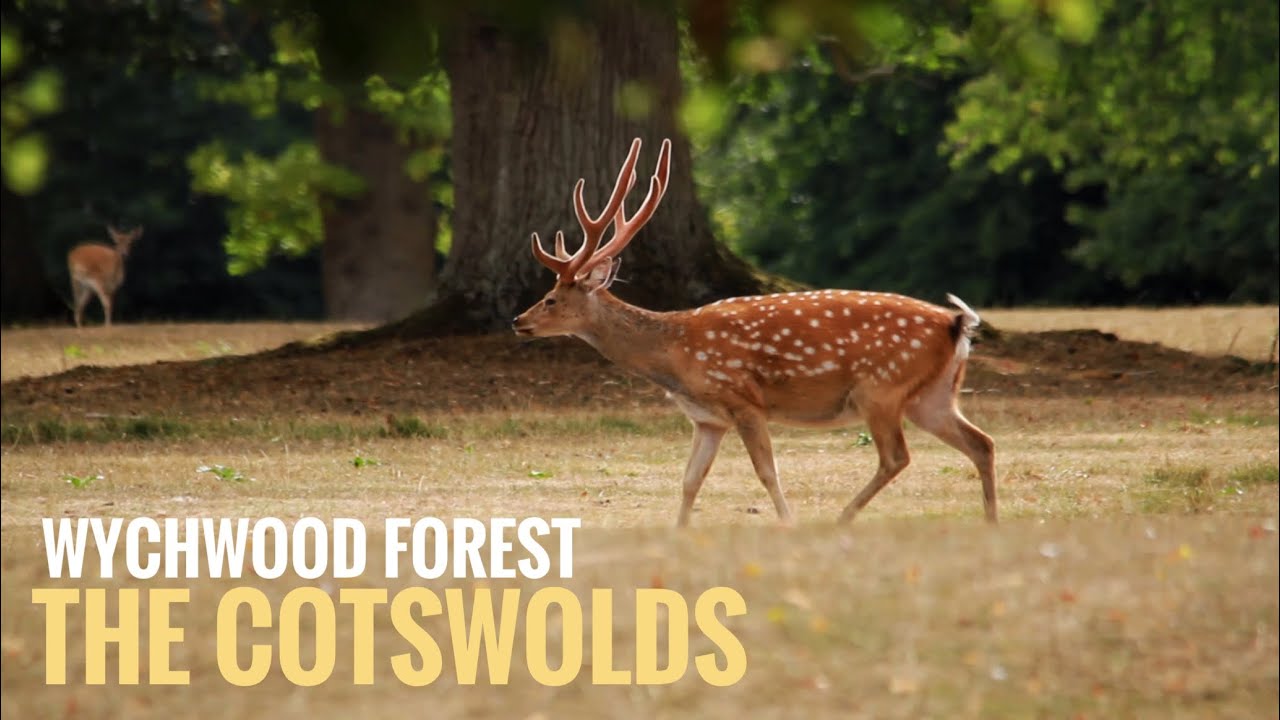 The Ancient Woodland Of Wychwood Forest & Cornbury Park / Charlbury 