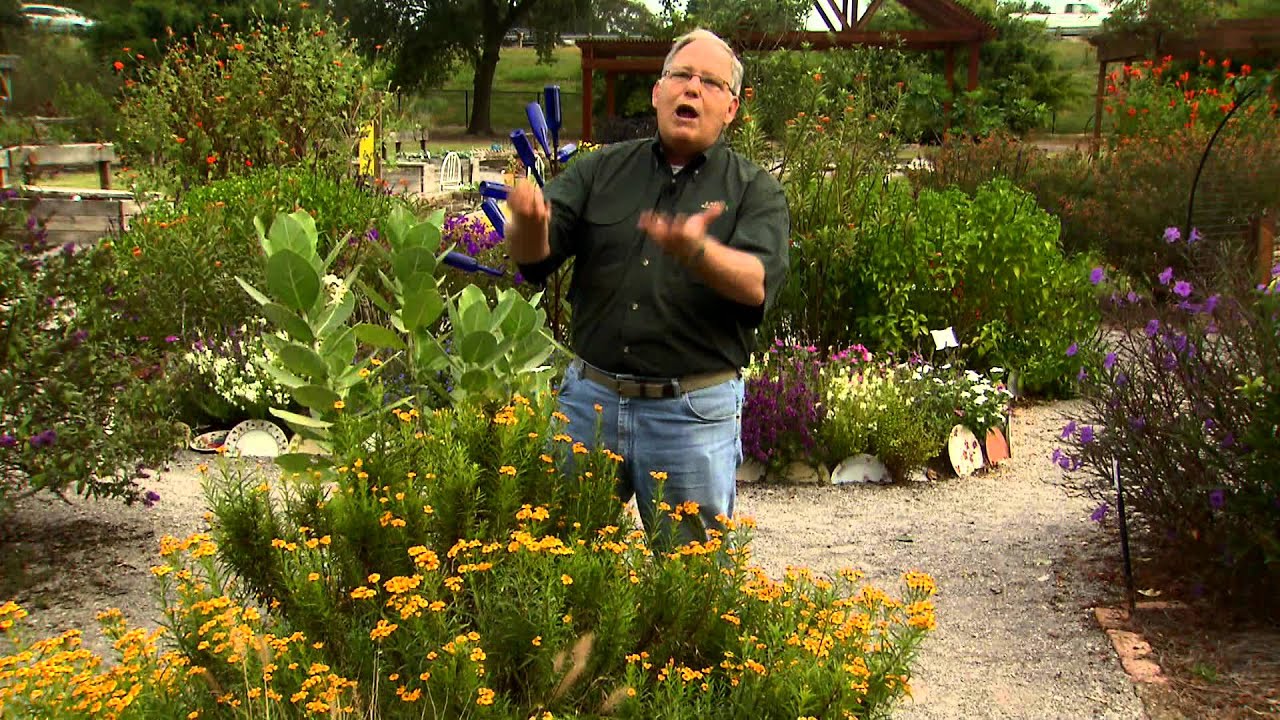 Mexican tarragon combines beauty and flavor