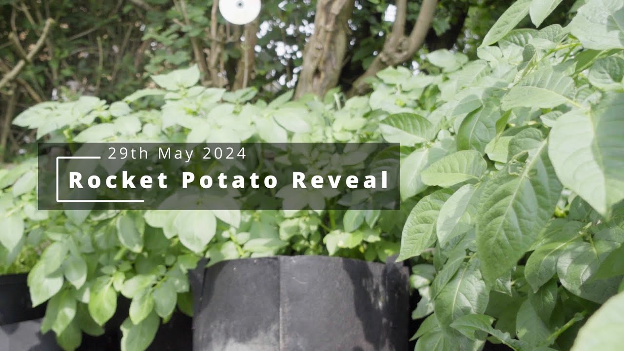 Rocket Potato Reveal May 2024