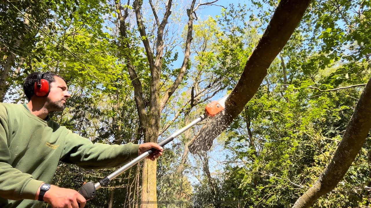 Cutting up a Fallen Tree in this Large Backyard 🌳