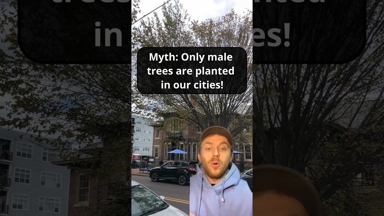 Do we really only plant MALE TREES in our cities? 
