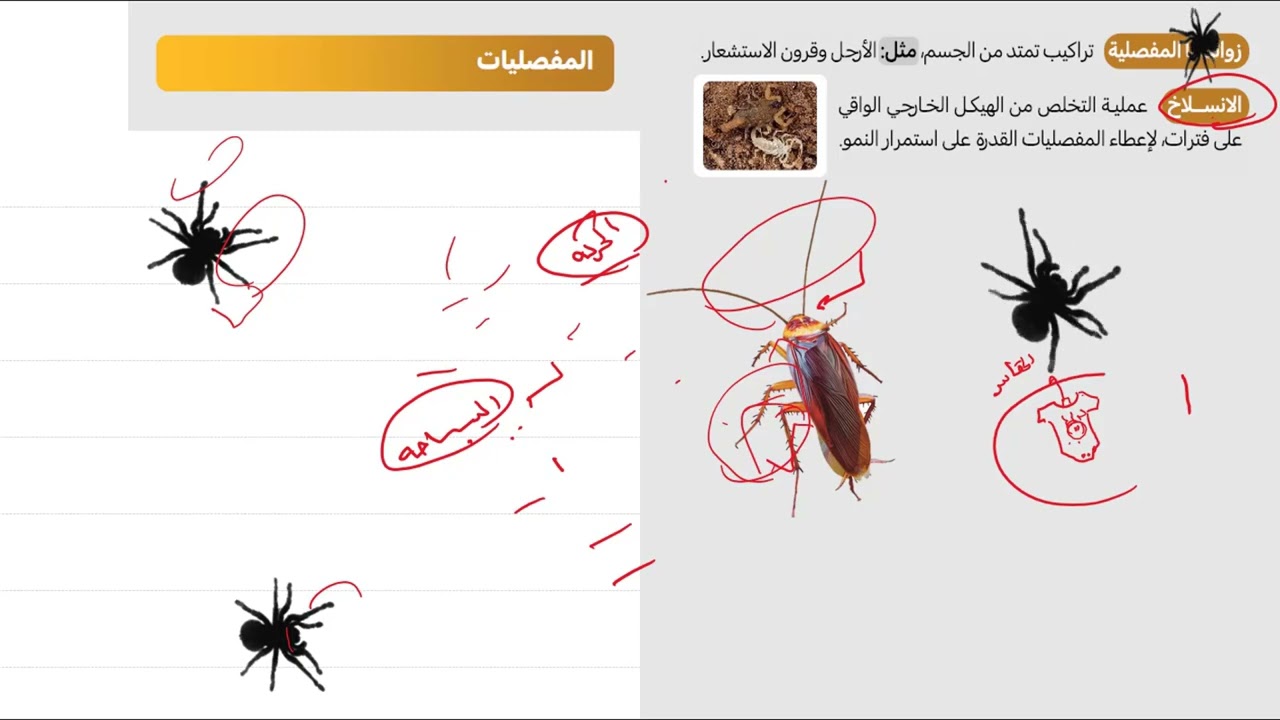 18- شرح كتاب ناصر عبدالكريم 2025 أحياء الدرس الرابع - المفصليات