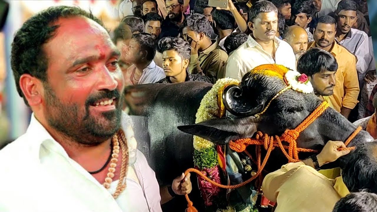 Sadar 2025 ll Chirraboina Laddu Yadav Sadar 2025 ll Bulls Are Getting Ready For Narayanaguda Sadarll