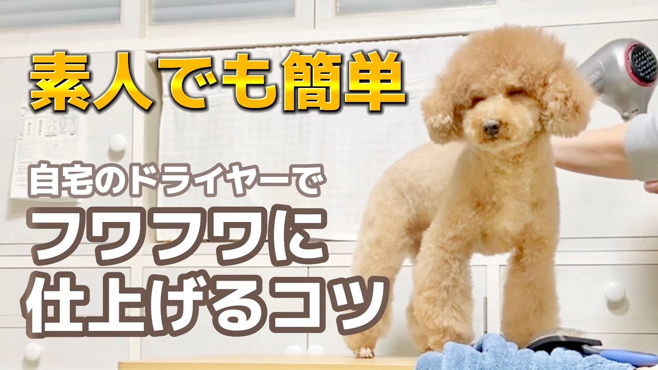 【常識を覆す】素人でもふわふわ⌇トイプードルの乾かし方のコツ⌇ 愛犬のドライヤー⌇ドライング必需品＆買わなきゃ良かったアイテム紹介