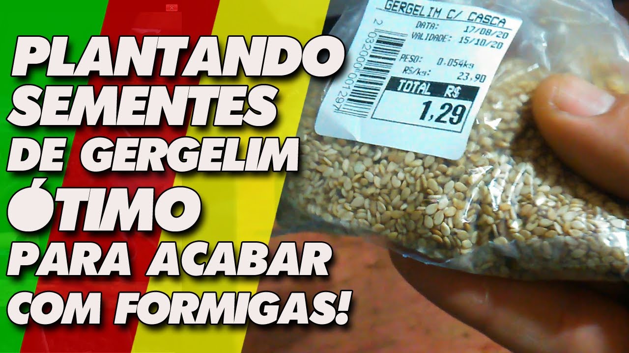 Como plantar gergelim &oacute;timo para acabar com formigas na horta planta&ccedil;&atilde;o | Partiu S&iacute;tio #20