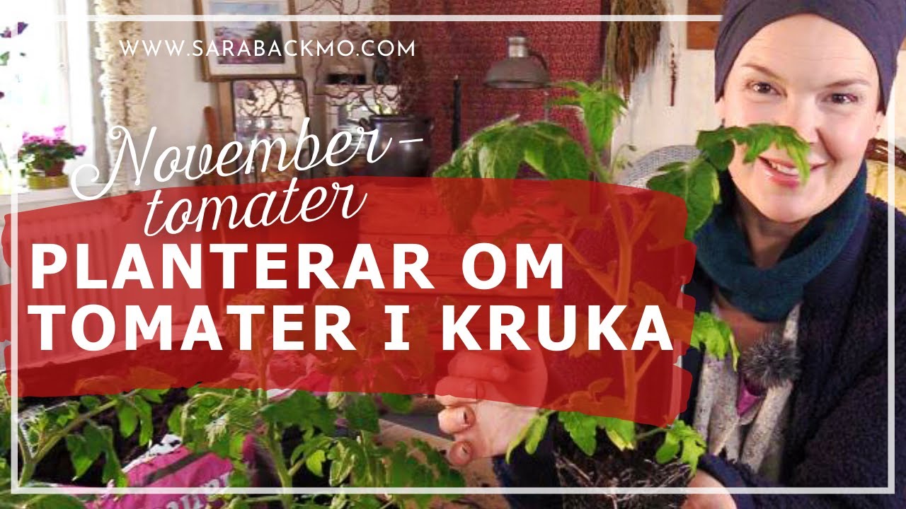 Novembertomater - Planterar om tomater i kruka