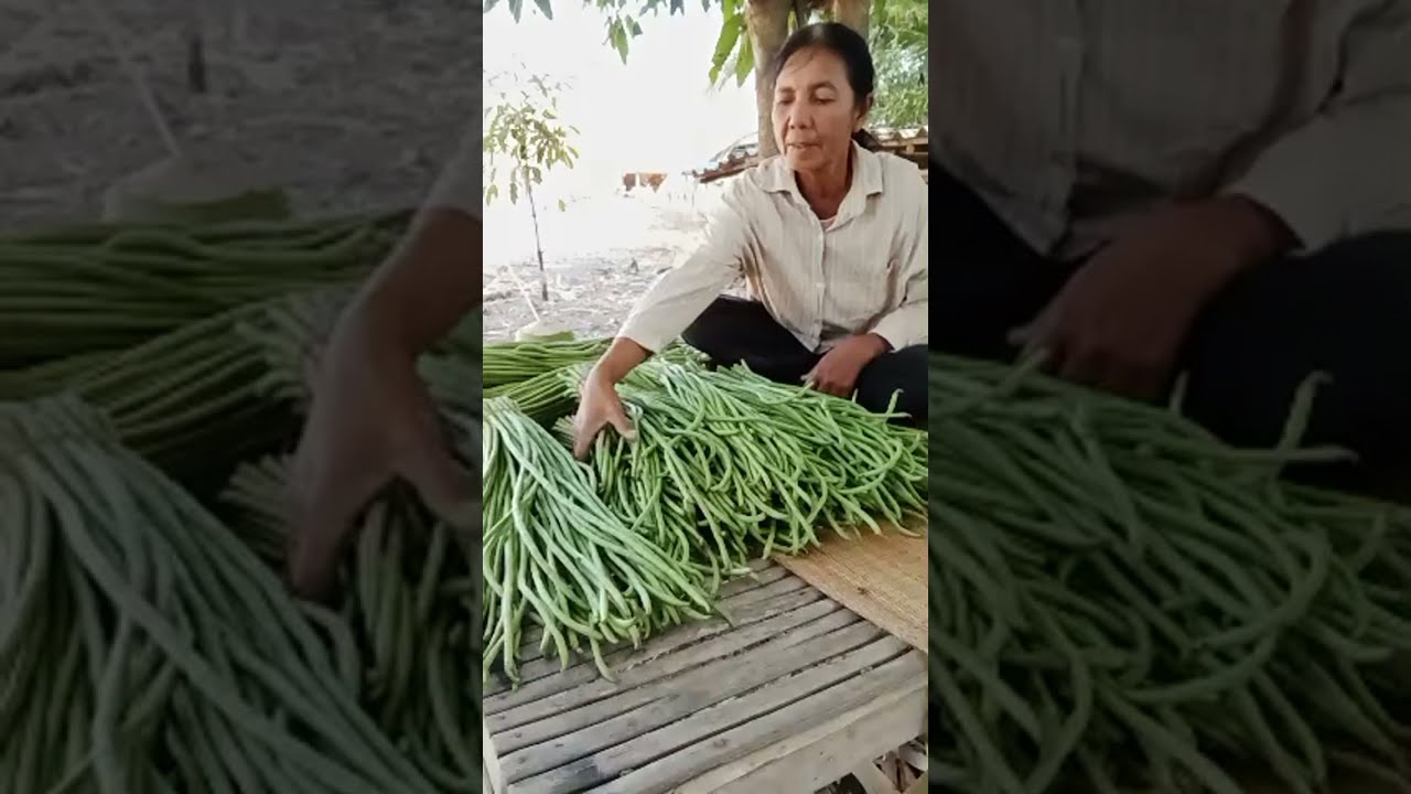 แม่กุหลาบCH. กำลังถ่ายทอดสด!