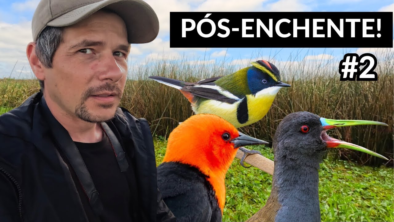 4 Meses Após a Enchente no Rio Grande do Sul! PÁSSAROS DO BANHADO DO PONTAL DA BARRA