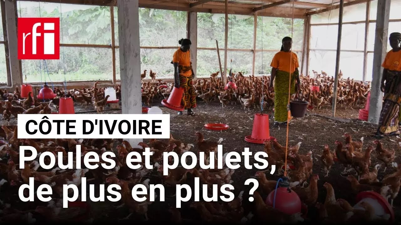 Côte d’Ivoire - Poules et poulets : toujours plus ! • RFI