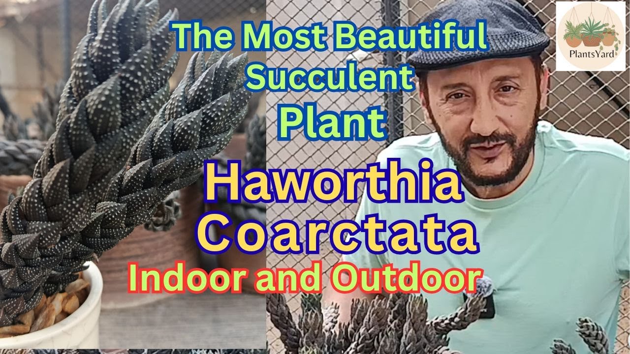 Haworthiopsis Coarctata, Crowded Haworthia Care tips. This Exotic Succulent Survives Anywhere!