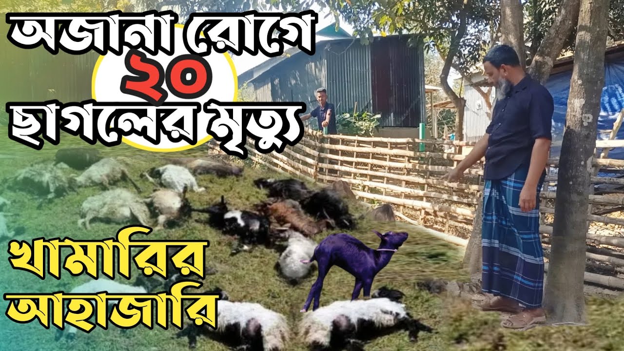 ডাক্তার হয়েও বাঁচাতে পারলেন না নিজ খামারের ২০টি  ছাগল | ফয়সাল গোট ফার্ম |