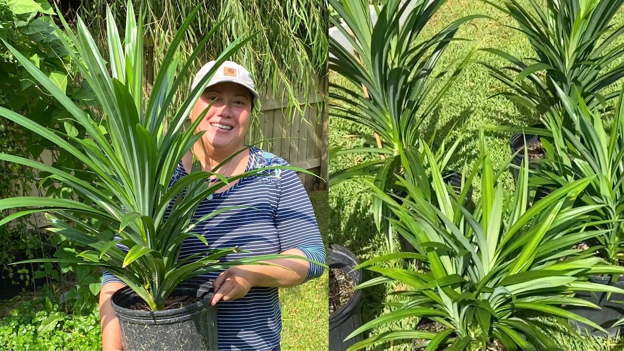 Cách trồng cây lá dứa có nhiều cây con, mau lớn, nhiều rễ, lại thơm | pandan plants