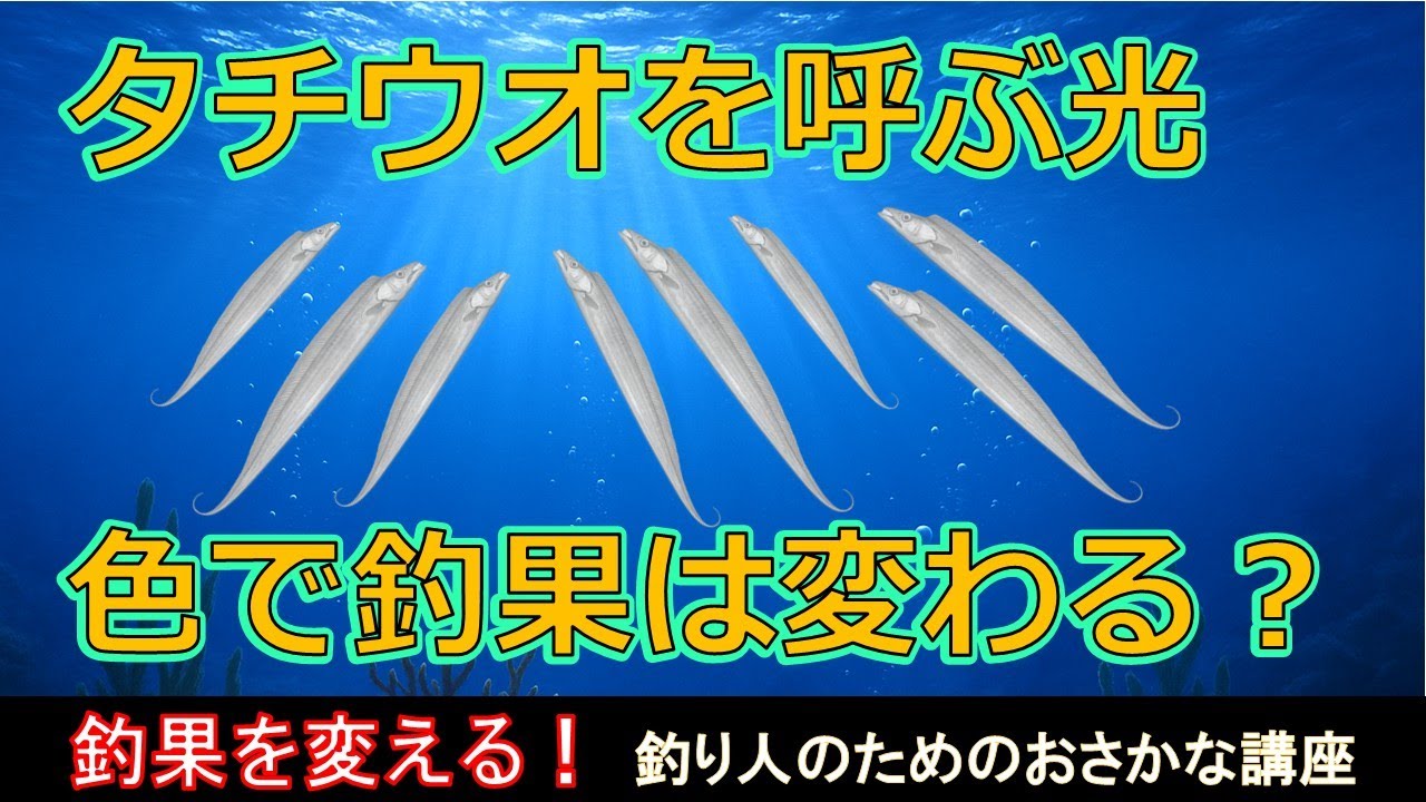 光の色より大事なもの？タチウオを寄せる仕組みを科学で解説【釣果を変える魚学#4】