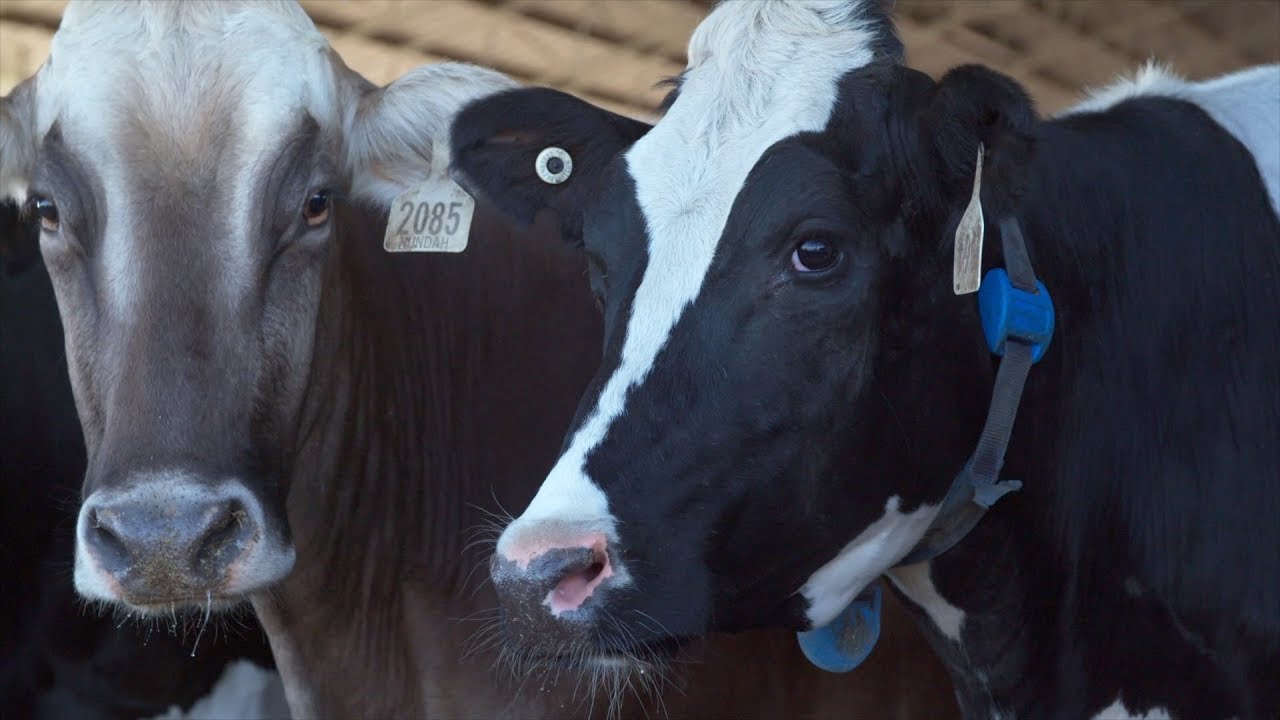 Big Ass Fans - Nundah Pastoral Testimonial Video