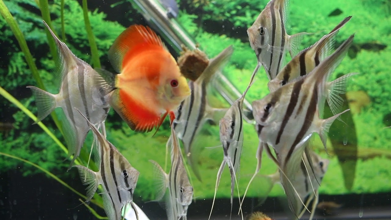 Tank raised Pterophyllum altum