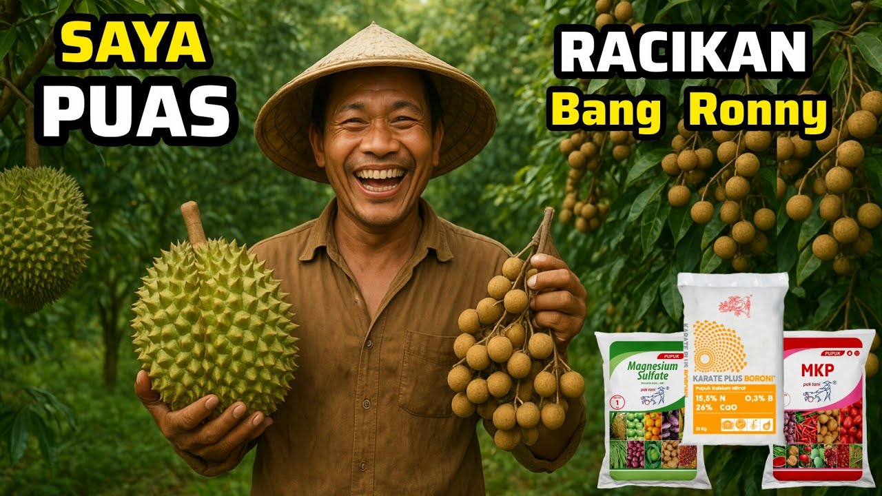‼️Saya Puas‼️Racikan Terbaik Pupuk Vegetatif & Generatif Buah Tanaman Durian + Kelengkeng Hibrida‼️