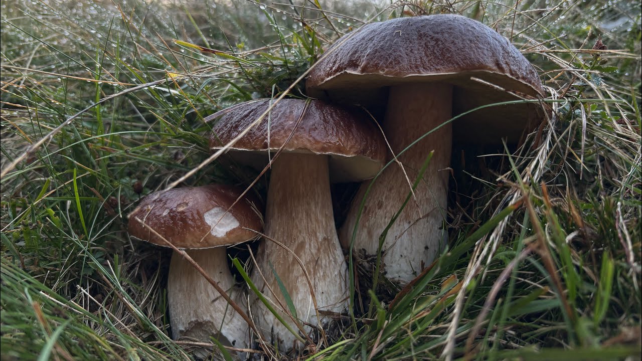 UN PORCINO INCREDIBILE… SENZA PAROLE! 😱 - FUNGHI PORCINI VALTELLINA 09/2025