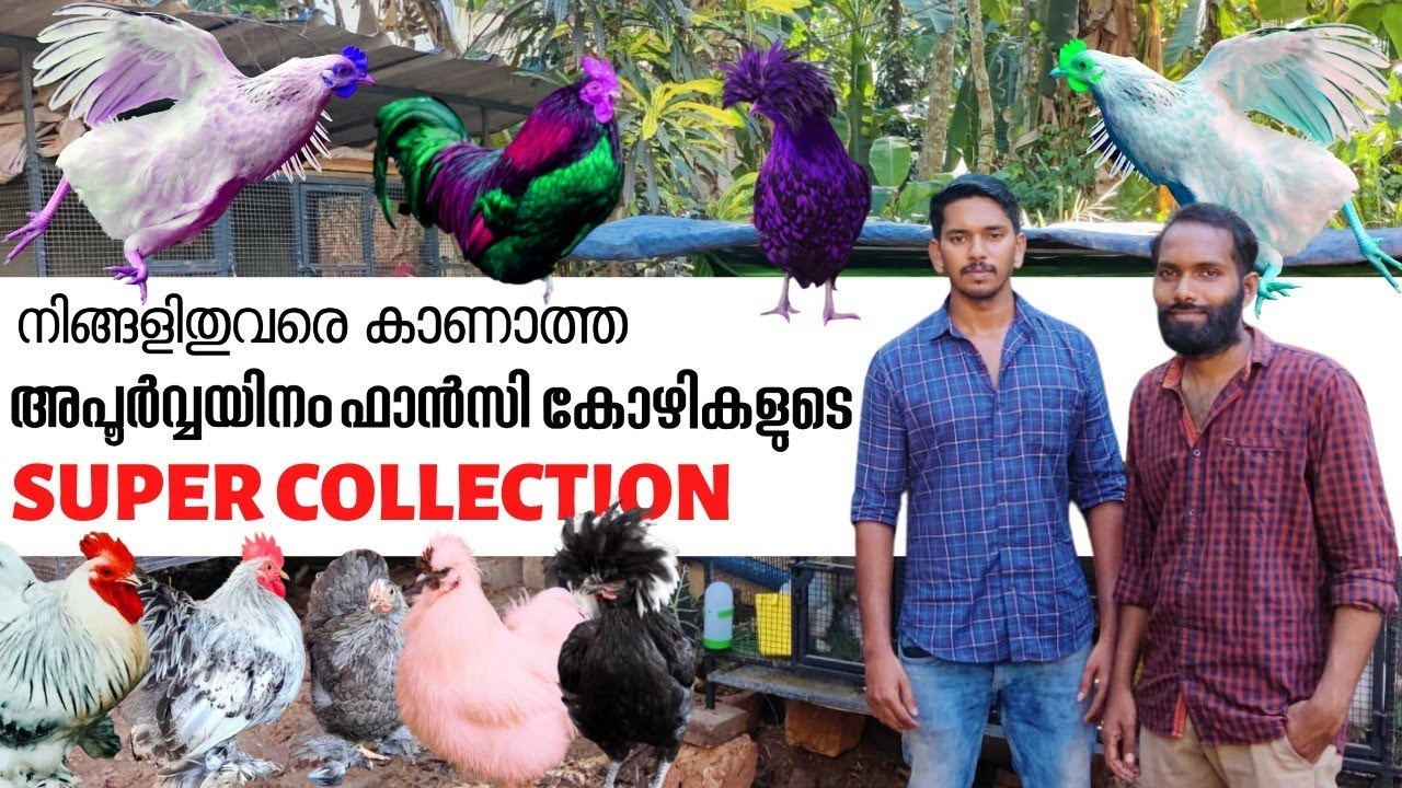10 തരം വ്യത്യസ്തമായ ഫാൻസി കോഴികളുടെ കളക്ഷനുമായി കോട്ടക്കലെ ഈ കിടിലൻ ഫാം | Fancy Chicken Farm Kerala