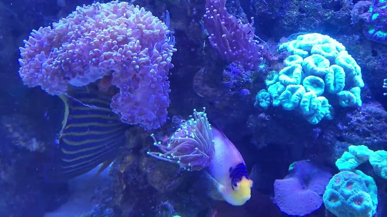 Happy Saturday Tank update and requests for new videos 😁