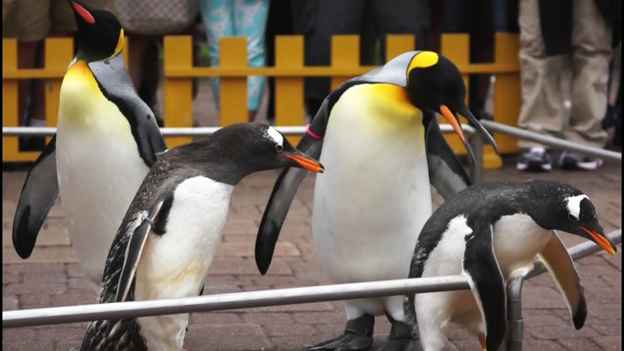 登別マリンパークニクス はしゃぎ過ぎてキングペンギンに怒られた