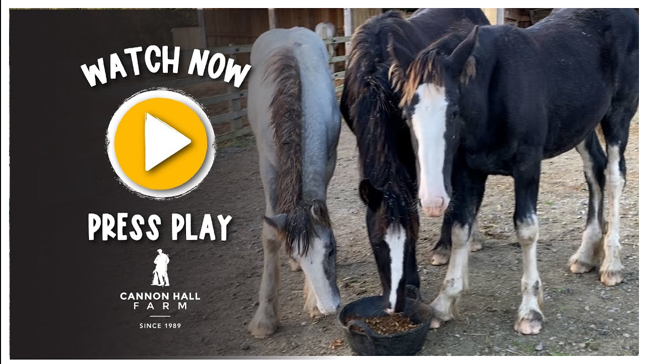 The Shire horse foals - Cannon Hall Farm